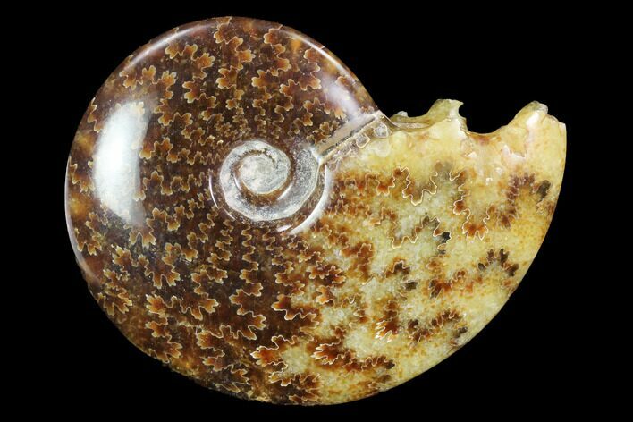 Polished, Agatized Ammonite (Cleoniceras) - Madagascar #97315